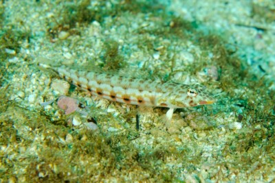 perche de Sable à Treillis Pinguipedidae
