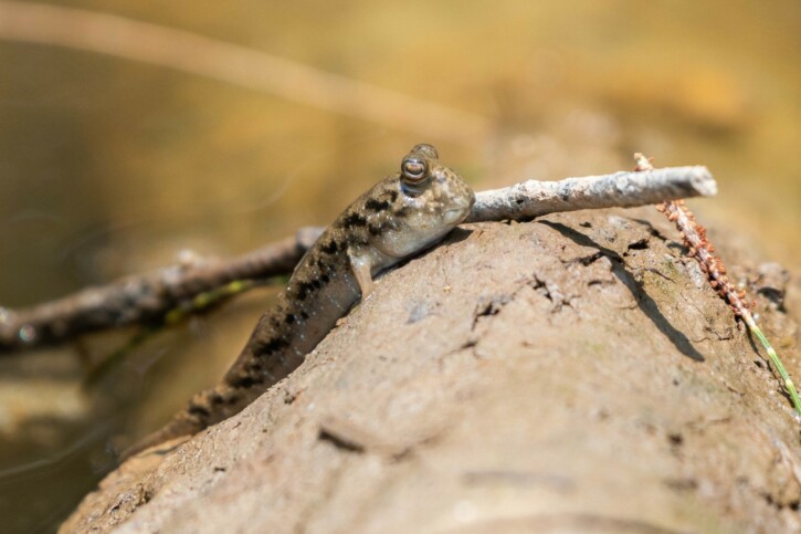 Periophthalmus novemradiatus