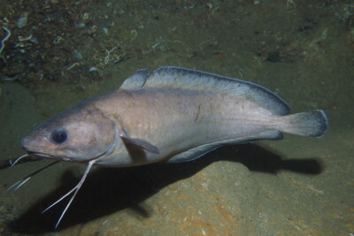 Phycis phycis Gadidae