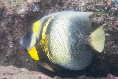 Ángel de cortés Pomacanthidae