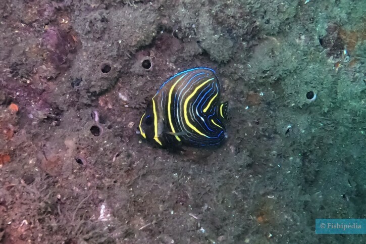 Pomacanthus zonipectus - Ángel de cortés