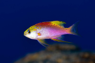 Pseudanthias ventralis Anthiadidae