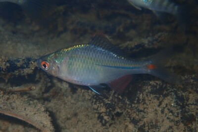 bouvière asiatique Cyprinidae