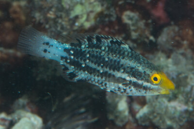 poisson-perroquet à filaments Scaridae