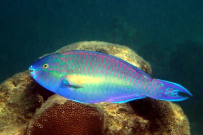 poisson-perroquet caméléon Scaridae