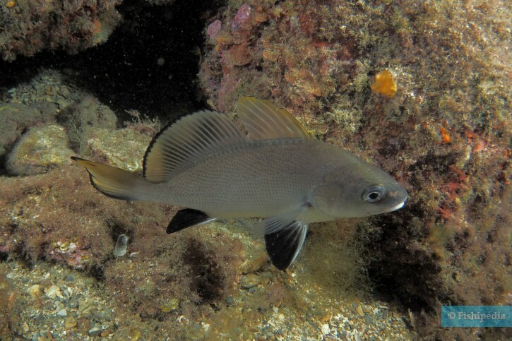 Sciaena umbra - corvina negra
