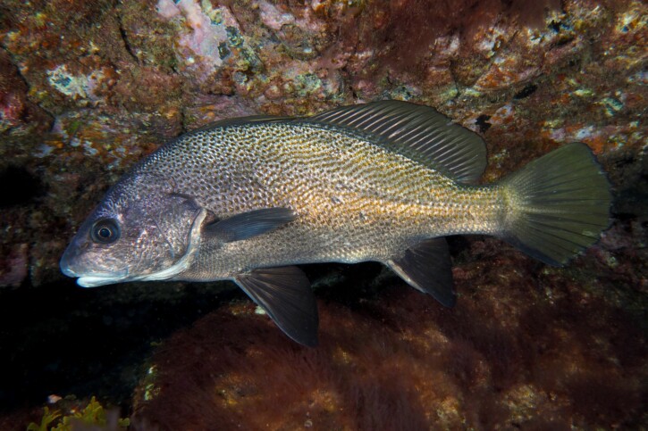 Sciaena umbra - corvina negra