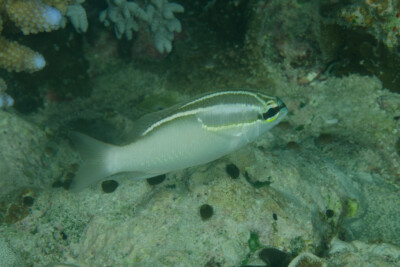 Scolopsis trilineata Nemipteridae