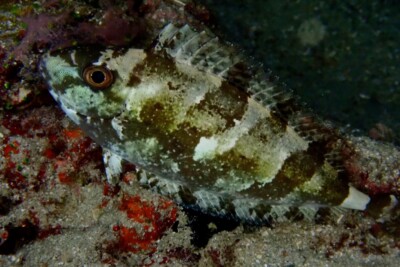 Siganus canaliculatus Siganidae