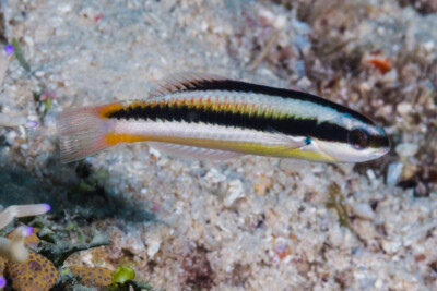 labre arc-en-ciel Labridae