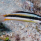 picture of Thalassoma amblycephalum