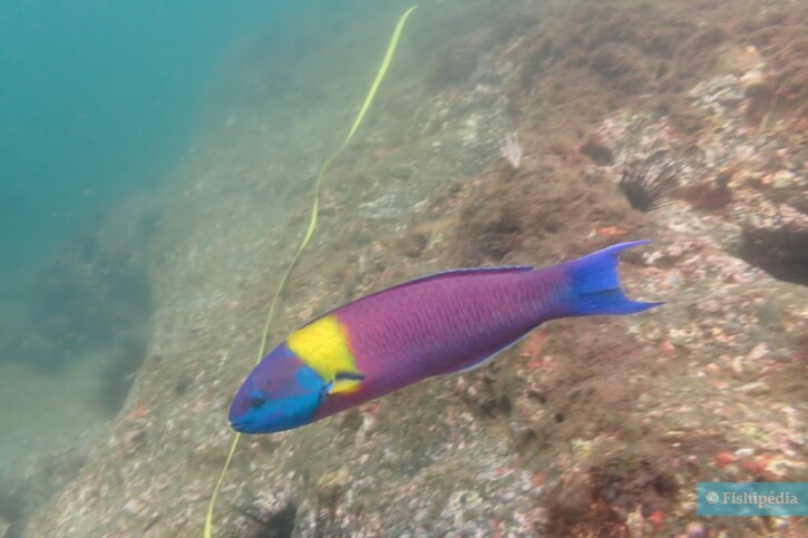 Thalassoma lucasanum