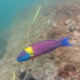 picture of Thalassoma lucasanum