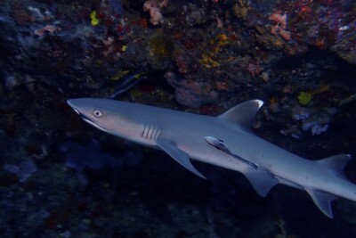 tiburón de arrecife de punta blanca Carcharhinidae