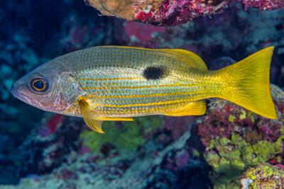 Lutjanus fulviflamma Lutjanidae