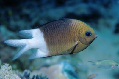 chromis espinosa Pomacentridae