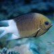 picture of Acanthochromis polyacanthus