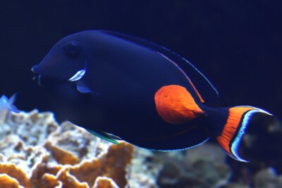 chirurgien à tache rouge Acanthuridae