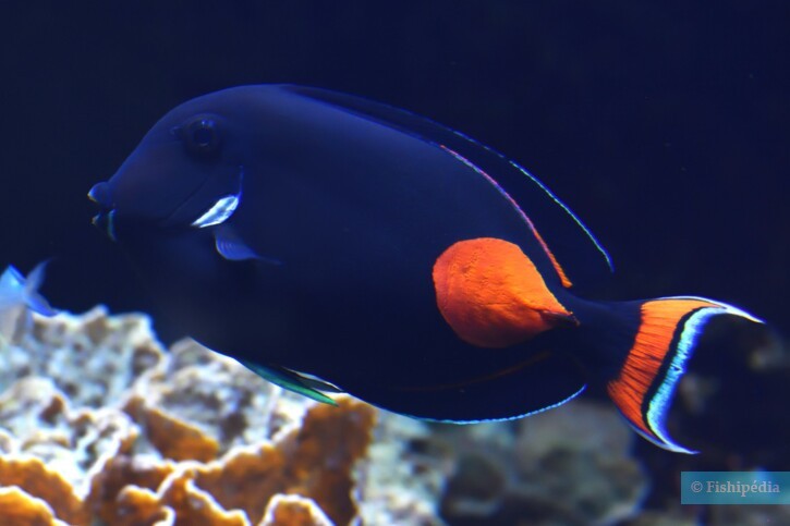 Acanthurus achilles