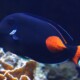 picture of Acanthurus achilles