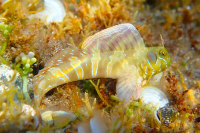 blennie sphinx Blenniidae