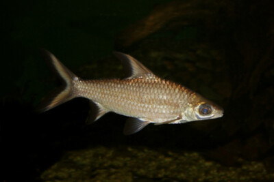 tiburón plata Cyprinidae