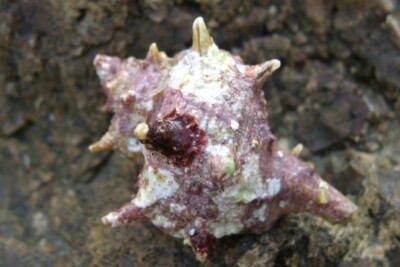 Bolinus brandaris Espèce : Bolinus brandaris