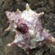 picture of Bolinus brandaris