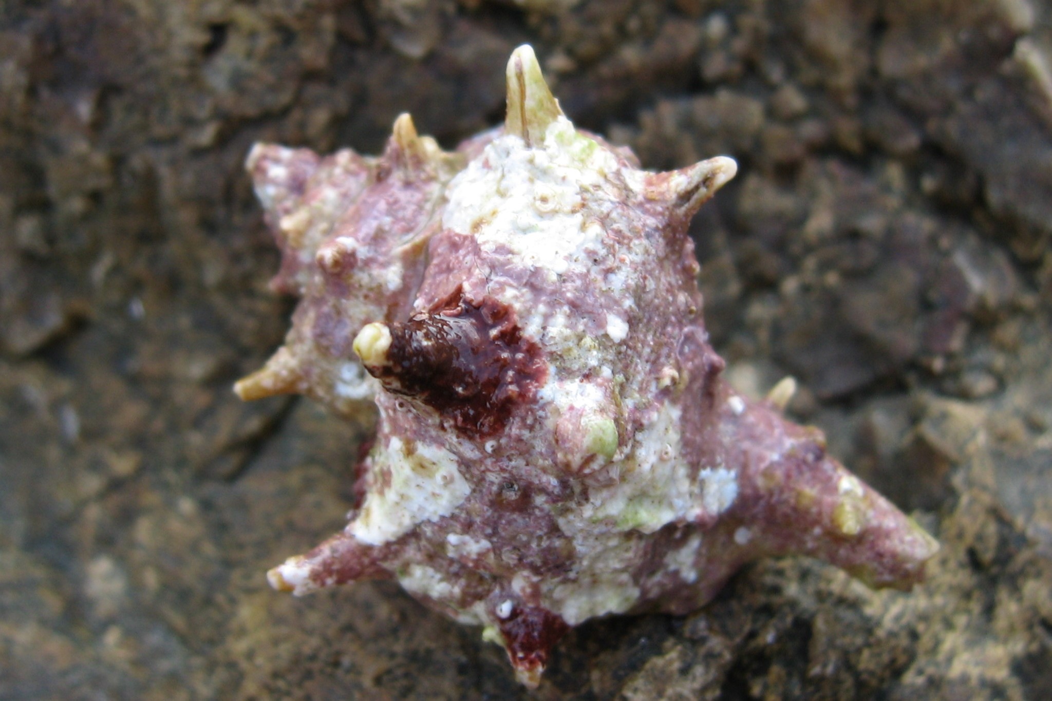 Bolinus brandaris