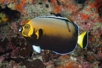 poisson-ange à monocle Pomacanthidae