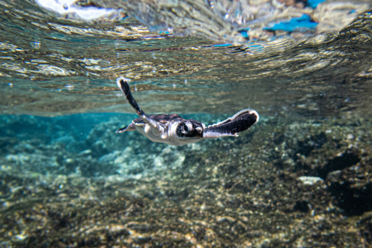 Chelonia mydas - tortuga verde