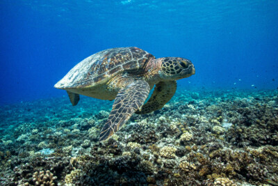tortuga verde Cheloniidae