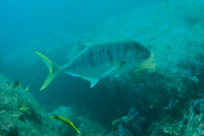 golden trevally Carangidae