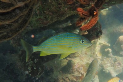 gorette bleue Haemulidae