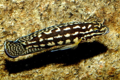 Julidochromis marlieri Cichlidae