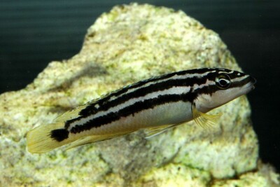 Julidochromis ornatus Cichlidae