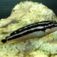 picture of Julidochromis ornatus