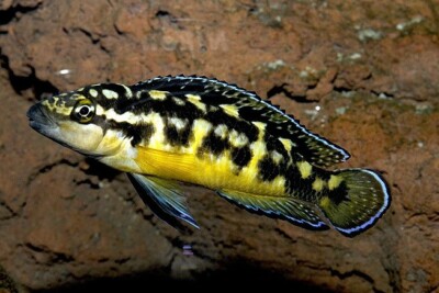 Julido masqué Cichlidae
