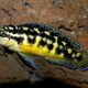 picture of Julidochromis transcriptus