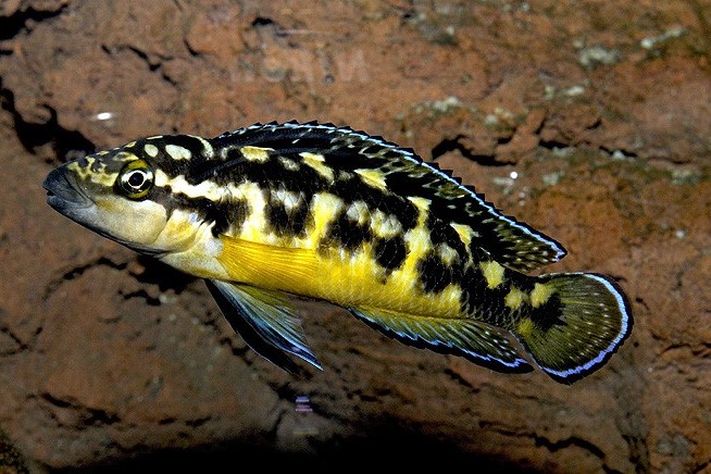 Julidochromis transcriptus