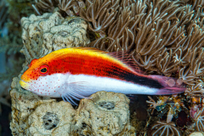 poisson-faucon à taches de rousseur Cirrhitidae