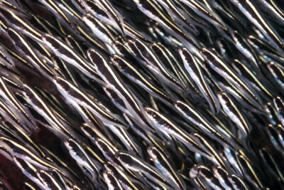 Pholidichthys leucotaenia Blenniidae