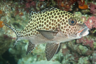 gaterin harlequin Haemulidae