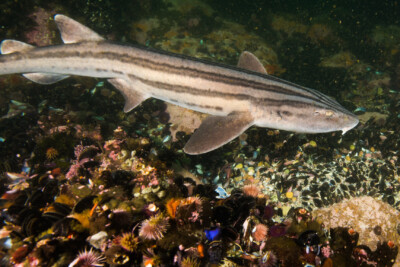 Espèce : pyjama shark