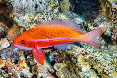 anthias clown Anthiadidae