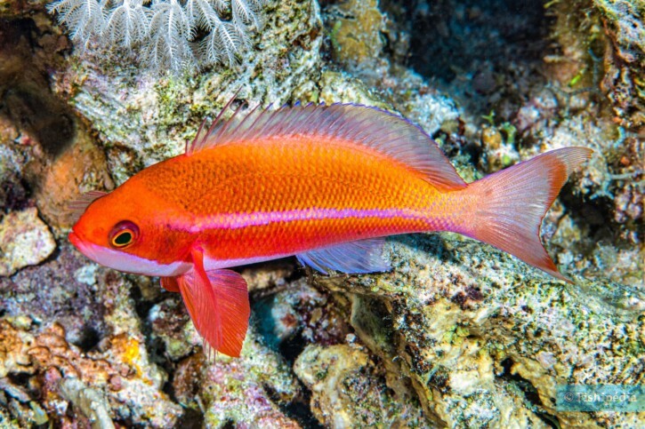 Pseudanthias taeniatus