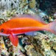 picture of Pseudanthias taeniatus