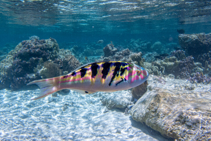 Thalassoma hardwicke