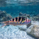 picture of Thalassoma hardwicke