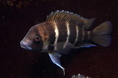 Frontosa Cichlidae